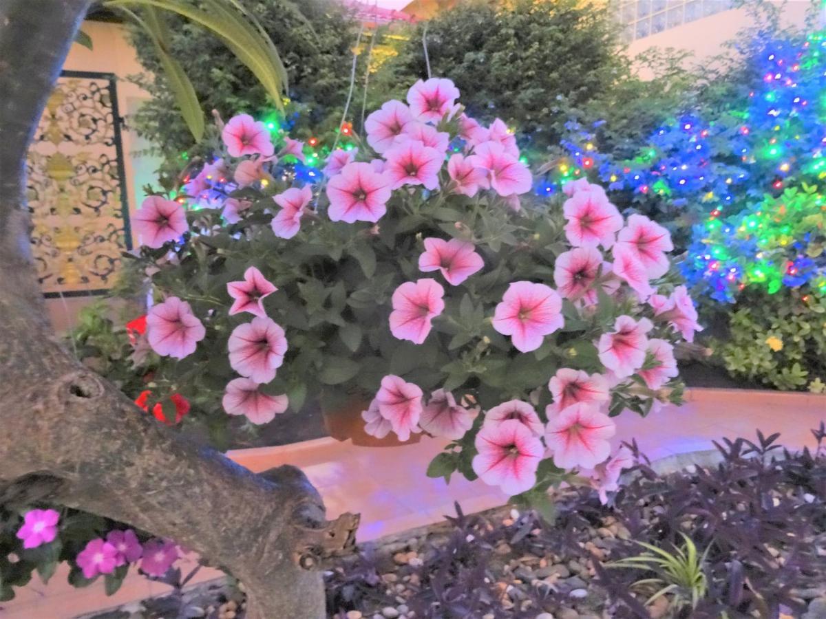 Butterfly Garden Boutique Residences By Frasier, A Lifestyle Destination Apt And Villas 1 To 3 Bedroom Units, 2 Full Bathrooms, Rain Shower, Spa Bath, Complete Kitchen, Staff 24-7,Fast Fiber Optic Wifi, 55" Smart Tv'S, Free Bbq, Pattaja Kültér fotó